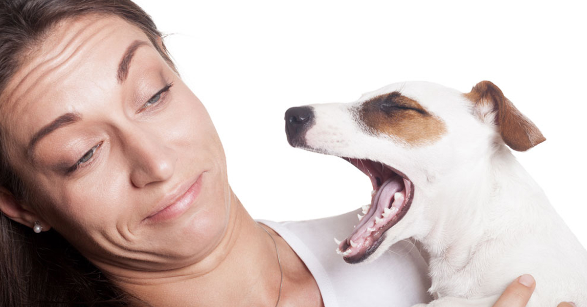 How to improve your dog’s bad breath