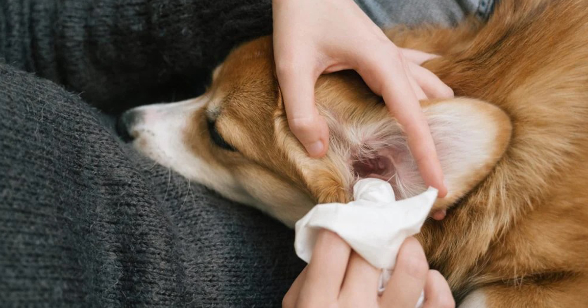 How To Clean Your Dog’s Ears