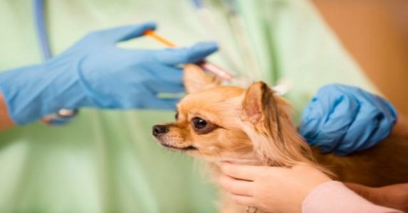 Here Are The Vaccines Your Puppy Needs