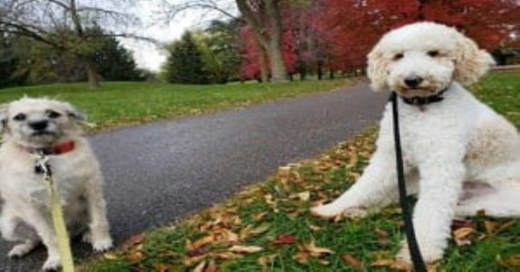 How Long Should You Walk Your Dog