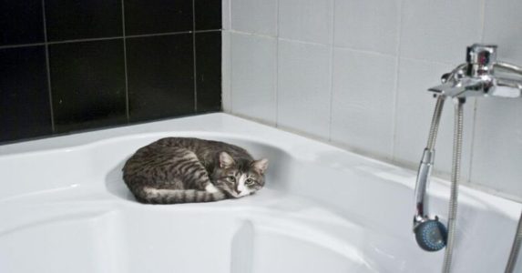 How To Bathe A Kitten