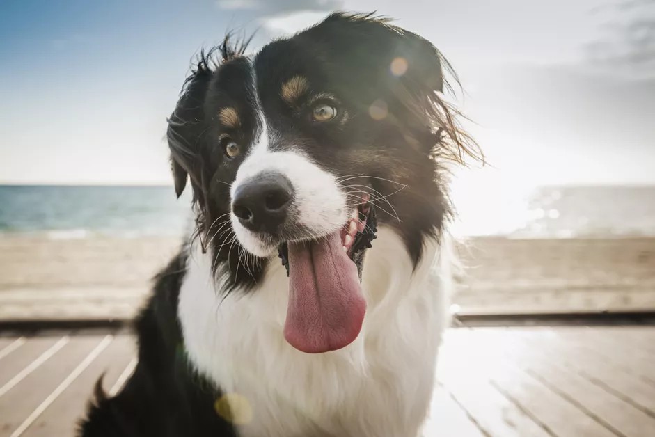 How to Identify Heatstroke Symptoms in Dogs & How To Prevent It