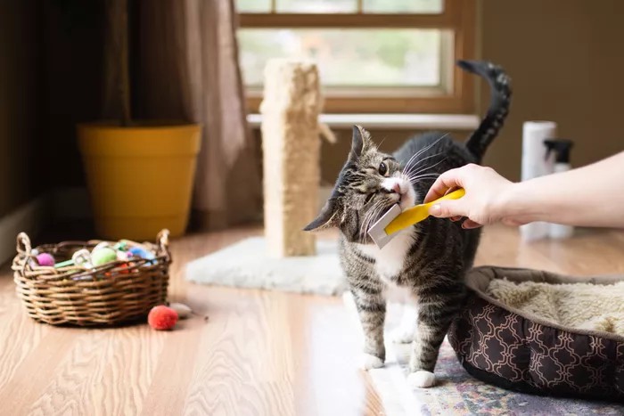 How to Keep Your House Clean With Indoor Pets2
