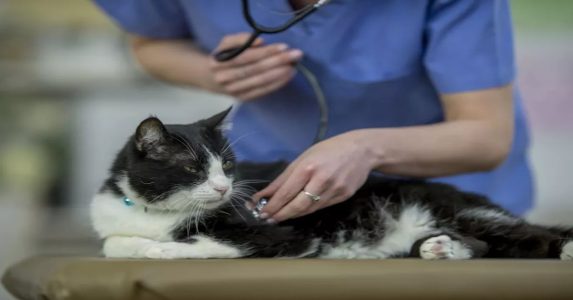 How to treat Heart Disease in Cats