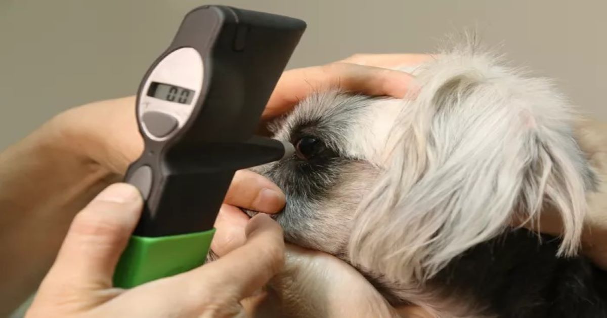 What to Do If Your Dog Has Eye Problems
